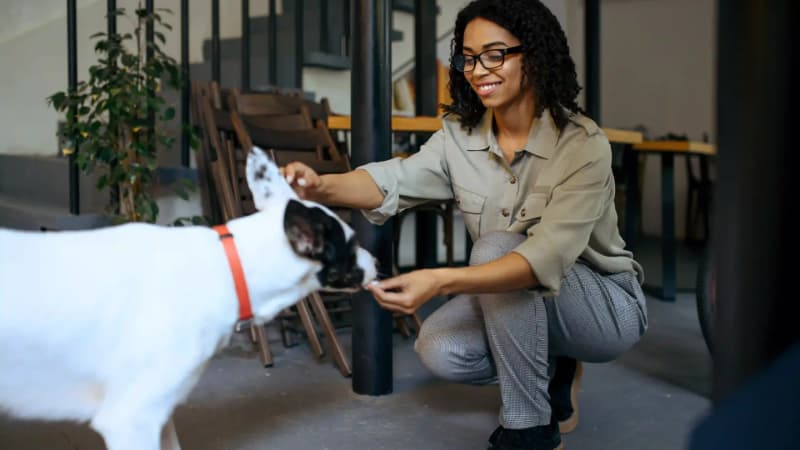 The questions to ask before entrusting your pet to a dog daycare
