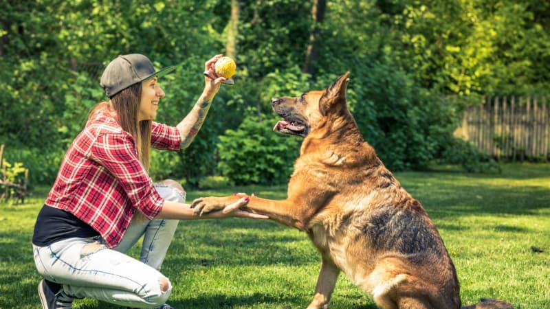 Dog Boarding Checklist